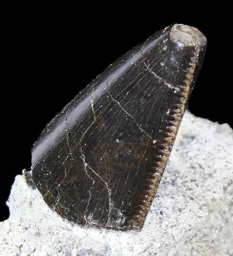 Serrated Allosaurus Tooth In Matrix - Colorado #42228